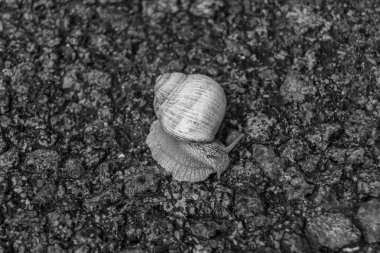 Islak yolda sürünen kabuklu büyük bahçe salyangozu çabuk eve gel, salyangoz Helix vücudu korumak için sarılmış lezzetli yiyeceklerden oluşur, balçıklı doğal neşe salyangozu balçıktan korur, besleyici krema yapabilir.