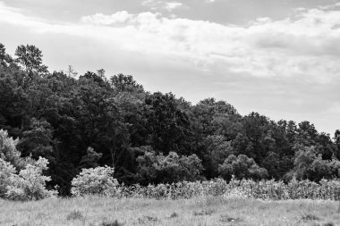 Renkli doğal arka plan üzerine köy çayırında güzel bir ufuk manzarası, uzun çayırdaki çayır köyünde ufuk manzarası, hayvan için köy otlağındaki ufuk doğa manzarası.