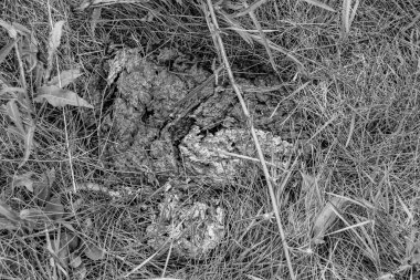 Tema üzerine fotoğraf. Taze inek gübresi gübresi gübresi gübresi. Gübre gübresi doğadan gelir.