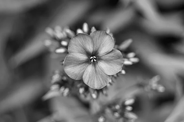 Όμορφη Άγρια Ανάπτυξη Λουλούδι Phlox Paniculata Στο Λιβάδι Φωτογραφία Που — Φωτογραφία Αρχείου