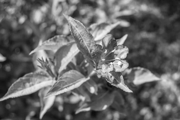 stock image Photography on theme beautiful wild growing flower weigela on background meadow, photo consisting of wild growing flower weigela to grass meadow, wild growing flower weigela at herb meadow countryside