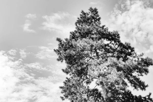 Φωτογραφία Για Θέμα Μεγάλο Όμορφο Δέντρο Έλατο Φθινόπωρο Στο Φόντο — Φωτογραφία Αρχείου