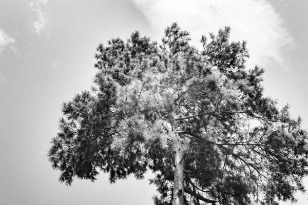Photography Theme Large Beautiful Autumn Spruce Tree Background Bright Sky — Photo