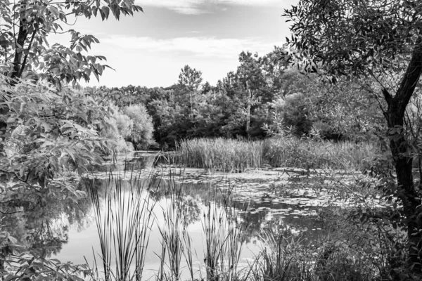 Prachtig Gras Moeras Riet Groeien Het Vasteland Reservoir Het Platteland — Stockfoto