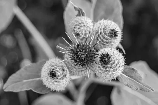 Όμορφη Καλλιέργεια Λουλούδι Ρίζα Γαϊδουράγκαθο Γαϊδουράγκαθο Στο Φόντο Λιβάδι Φωτογραφία — Φωτογραφία Αρχείου
