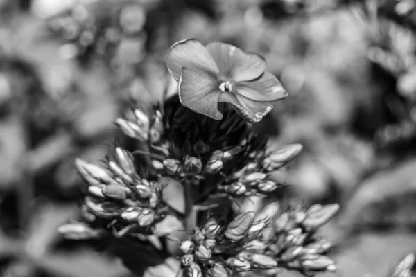 Bela Flor Selvagem Crescente Phlox Paniculata Prado Foto Consistindo Selvagem — Fotografia de Stock