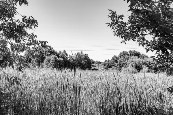 Beau Paysage Horizon Dans Prairie Village Sur Fond Naturel Couleur — Photo