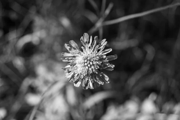 Finom Vadon Termő Virág Aster Echinops Háttérben Rét Fénykép Amely — Stock Fotó