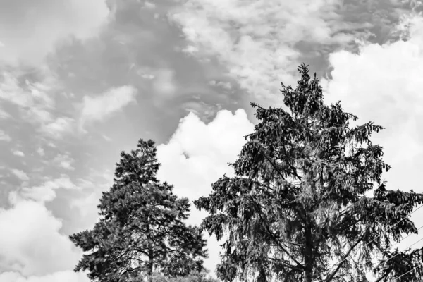 Photography Theme Large Beautiful Autumn Spruce Tree Background Bright Sky — Photo