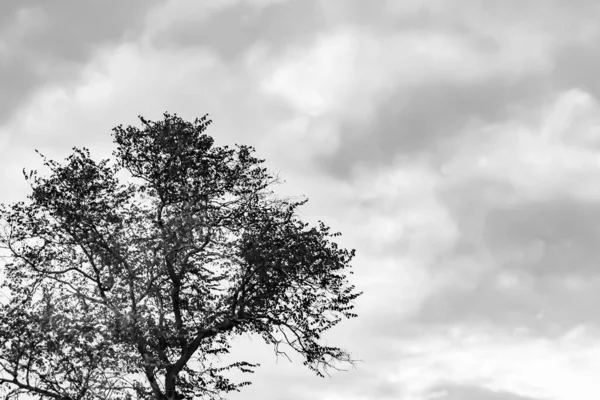 テーマ写真大規模な美しい秋の白樺の木を背景に明るい空 雲の空の下で背の高い秋の白樺の木から構成される写真 鮮やかな空の田舎の森の大きな秋の白樺の木 — ストック写真
