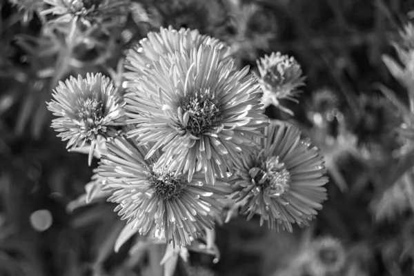 Fotografie Zum Thema Schöne Wild Wachsende Blume Lampranthus Auf Hintergrundwiese — Stockfoto