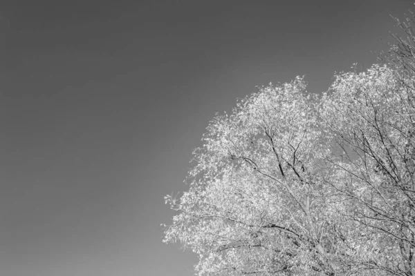Фотография Тему Большой Красивой Осенней Березы Заднем Плане Яркое Небо — стоковое фото