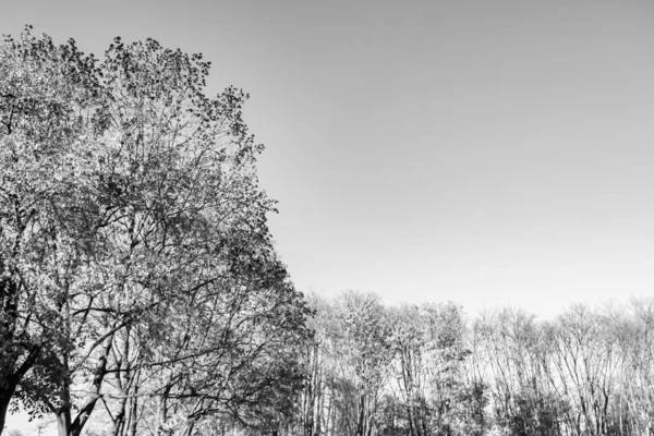 Photography Theme Large Beautiful Autumn Birch Tree Background Bright Sky — 스톡 사진