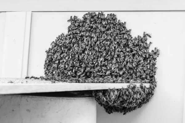 Крылатая Пчела Медленно Летит Пчелиный Улей Собирать Нектар Частной Пасеке — стоковое фото