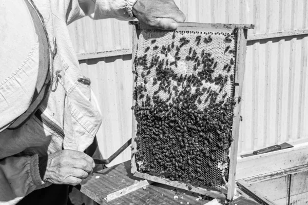 Winged Bee Slowly Flies Beekeeper Collect Nectar Private Apiary Live — Foto Stock