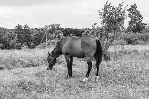 Красивая Дикая Коричневая Лошадь Жеребец Летнем Цветочном Лугу Лошадь Ест — стоковое фото