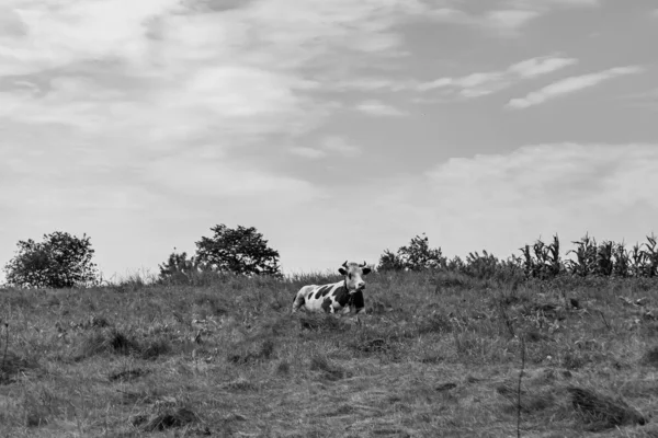 图片说明 美丽的大奶牛在清澈的天空下在浅浅的草地上吃草 长尾奶牛在草地上吃稻草 奶牛在草地上吃鲜美的白液 — 图库照片