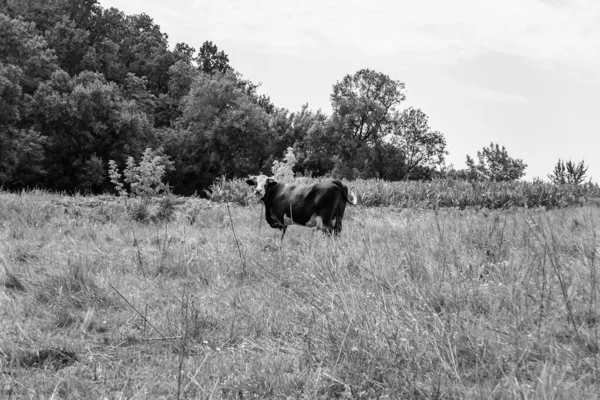 Fotografia Sobre Tema Bonito Grande Leite Vaca Pastagens Prado Claro — Fotografia de Stock