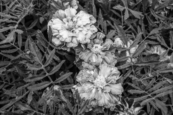 Fine Wild Growing Flower Marigold Calendula Background Meadow Photo Consisting — Stock Photo, Image