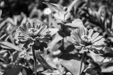 Çayırlarda güzel yetişen çinnia çiçekleri vahşi yetişen zinnia çiçeklerinden çayırlarda yetişen yabani çayırlara kadar uzanan fotograflar çayırlarda yetişen yabani zinnia zarafetleri.
