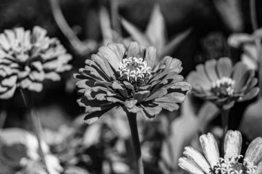 Çayırlarda güzel yetişen çinnia çiçekleri vahşi yetişen zinnia çiçeklerinden çayırlarda yetişen yabani çayırlara kadar uzanan fotograflar çayırlarda yetişen yabani zinnia zarafetleri.