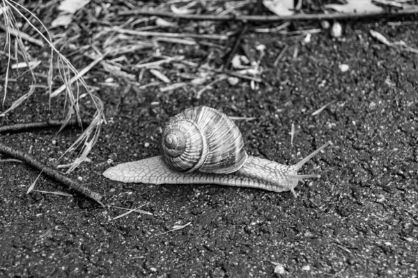 大花园蜗牛在湿路上爬行赶紧回家 蜗牛螺旋是由可食用的美味食品制成的卷曲壳以保护身体 天然快乐动物蜗牛在贝壳中从黏液中爬行可制成营养霜 — 图库照片