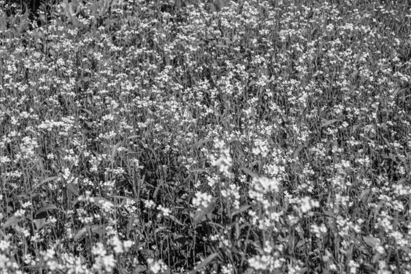 Fotografie Zum Thema Feiner Wildblumensenf Auf Hintergrundwiese Foto Bestehend Aus — Stockfoto