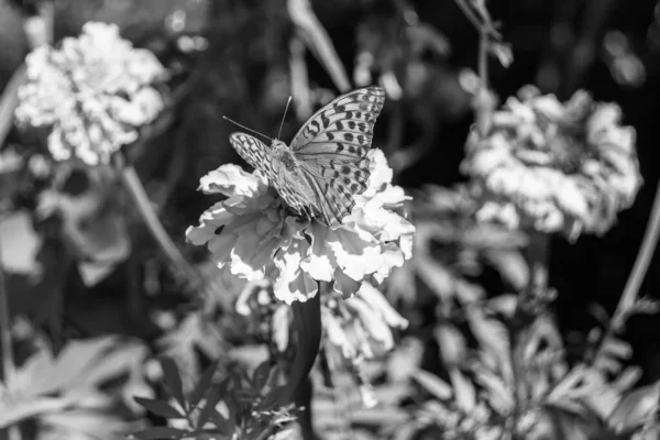 Красивая Цветочная Бабочка Монарх Фоне Луга Фото Состоящее Цветочных Бабочек — стоковое фото