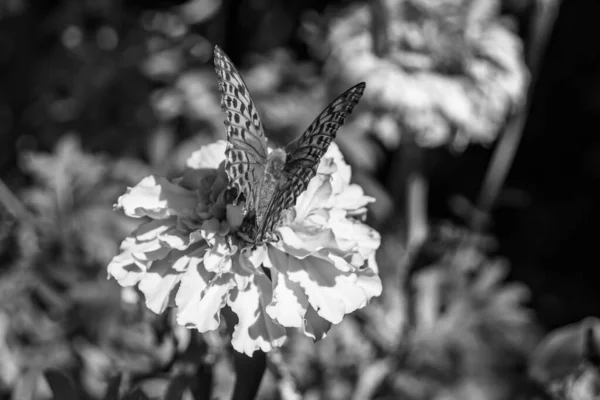 Gyönyörű Virág Pillangó Uralkodó Háttér Rét Fotó Álló Virág Pillangó — Stock Fotó