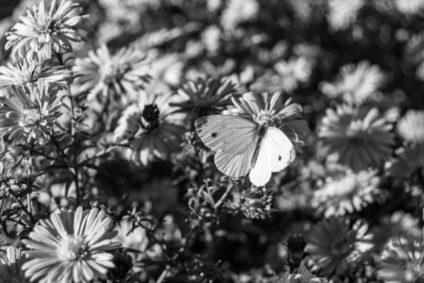 Bellissimo Fiore Farfalla Monarca Sfondo Prato Foto Costituita Fiore Farfalla — Foto Stock