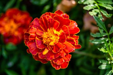 Arka bahçedeki çayırlarda yetişen güzel yabani çiçek kadife çiçeği takvimi, yabani çiçek kadife çiçeklerinden çayırlara, bitki çayırlarında yetişen yabani çiçek kadife çiçekleri.