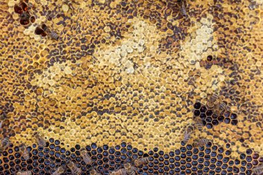 Arı kovanının soyut altıgen yapısı altın bal kovanından bal peteği, bal peteği yaz kompozisyonu arı köyünden vıcık vıcık bal, bal kırsalından kırsal arılara bal peteği