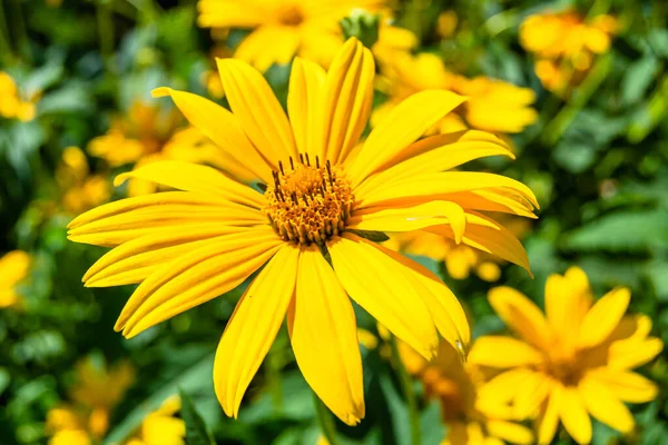 Feine Wild Wachsende Blume Aster Falsche Sonnenblume Auf Hintergrundwiese Foto — Stockfoto