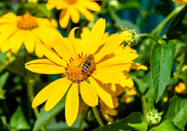 背景の葉の牧草地に美しい野生の花の翼蜂 野生の花蜂から成る写真はゆっくりと草の牧草地に飛ぶ蜂蜜のための蜜を収集し ハーブ牧草地の田舎で野生の花蜂 — ストック写真