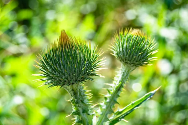 Beautiful Growing Flower Root Burdock Thistle Background Meadow Photo Consisting — Photo