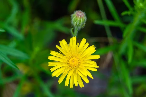 Gyönyörű Vadon Termő Virág Sárga Pitypang Háttérben Rét Fénykép Amely — Stock Fotó
