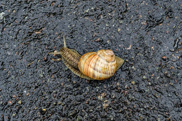 달팽이 Helix 도로를 기어다니며 집으로 서둘러 돌아오는 커다란 달팽이로 보호하기 — 스톡 사진