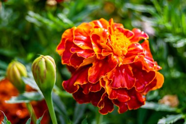 Arka bahçedeki çayırlarda yetişen güzel yabani çiçek kadife çiçeği takvimi, yabani çiçek kadife çiçeklerinden çayırlara, bitki çayırlarında yetişen yabani çiçek kadife çiçekleri.