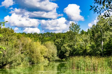 Kırsal kesimde yetişen güzel ot sazları renkli arka planda yetişiyor. Islak sularda vahşi ot bataklık kamışları, doğadan gelen uzun çimen kamışları.