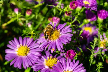 Arka planda yaban arısı kanatlı güzel bir arı, yabani çiçeklerden oluşan bir fotoğraf. Arı otlağa doğru yavaşça uçuyor bal için nektar topluyor, kır otlaklarında yabani bir çiçek arısı.