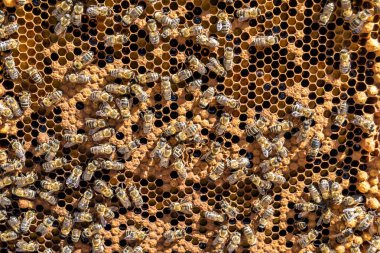 Arı kovanının soyut altıgen yapısı altın bal kovanından bal peteği, bal peteği yaz kompozisyonu arı köyünden vıcık vıcık bal, bal kırsalından kırsal arılara bal peteği