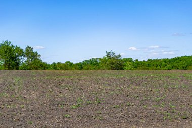 Organik hasat için büyük boş tarla fotoğrafları, gökyüzü arka planında hasat için büyük boş tarım tarlalarından oluşan fotoğraf, bu sonbahar mevsiminde hasat için boş tarla.