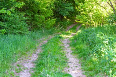 Tema üzerine fotoğrafçılık Vahşi Orman 'daki güzel patika, Vahşi Orman' a uzanan kırsal yaya yolu, İnsansız Orman 'a giden yol, Vahşi Orman' daki yaya yolu, Bu doğal doğa