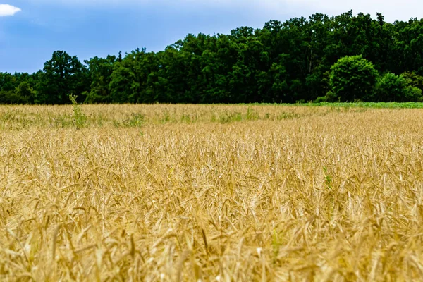 stock image Photography on theme big wheat farm field for organic harvest, photo consisting of large wheat farm field for harvest on sky background, wheat farm field for harvest this natural nature autumn season