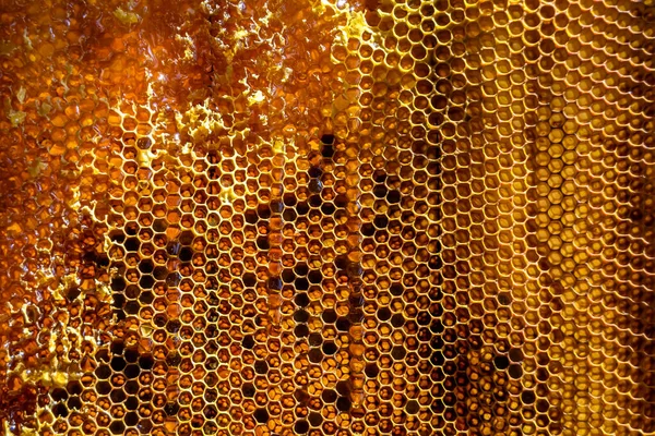 금빛꿀 육각형의 벌집에서 꿀벌의 떨어뜨리는 구성된 벌집의 위에서 떨어지는 벌집에서 — 스톡 사진