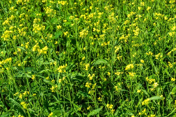 Stock image Photography on theme fine wild growing flower mustard on background meadow, photo consisting from wild growing flower mustard to grass meadow, wild growing flower mustard at herb meadow countryside