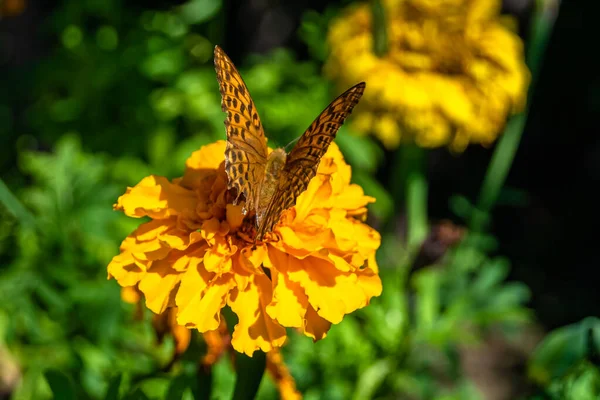 Gyönyörű Virág Pillangó Uralkodó Háttér Rét Fotó Álló Virág Pillangó — Stock Fotó