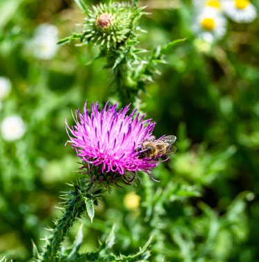 Arka planda yaban arısı kanatlı güzel bir arı, yabani çiçeklerden oluşan bir fotoğraf. Arı otlağa doğru yavaşça uçuyor bal için nektar topluyor, kır otlaklarında yabani bir çiçek arısı.