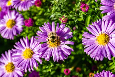 Arka planda yaban arısı kanatlı güzel bir arı, yabani çiçeklerden oluşan bir fotoğraf. Arı otlağa doğru yavaşça uçuyor bal için nektar topluyor, kır otlaklarında yabani bir çiçek arısı.