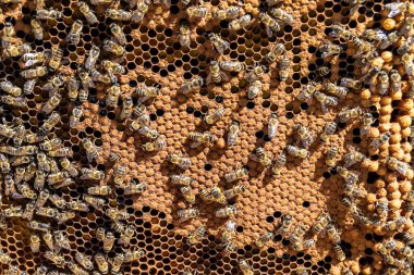 Arı kovanının soyut altıgen yapısı altın bal kovanından bal peteği, bal peteği yaz kompozisyonu arı köyünden vıcık vıcık bal, bal kırsalından kırsal arılara bal peteği